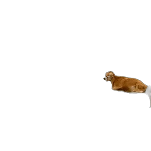animal, creature, furniture, staff transparent PNG cut-out