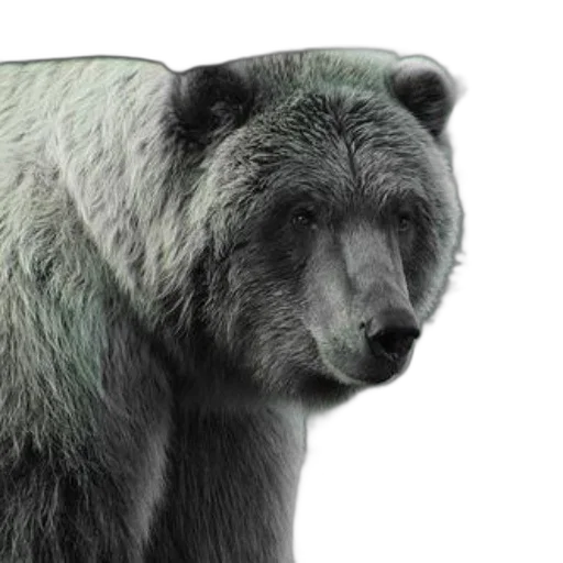 animal, creature, face, photorealistic transparent PNG cut-out