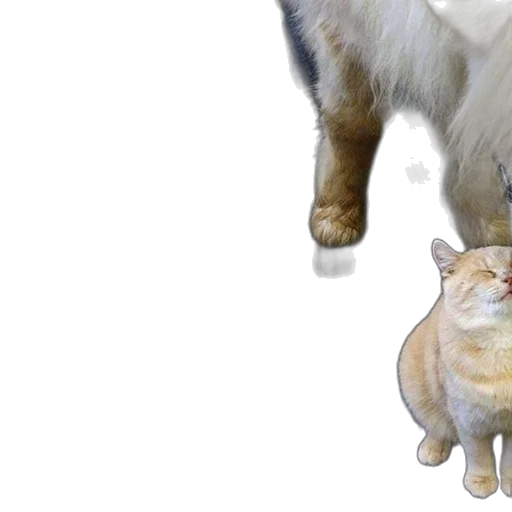 animal, creature, staff, food transparent PNG cut-out