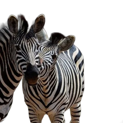 animal, photorealistic, two, zebras transparent PNG cut-out