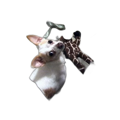 animal, jewelry, creature, staff transparent PNG cut-out