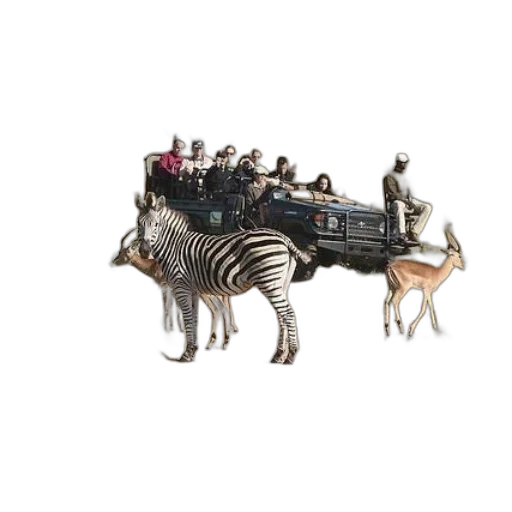 animal, car, creature, furniture transparent PNG cut-out