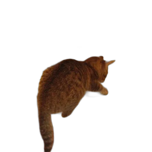 animal, staff, creature, hat transparent PNG cut-out