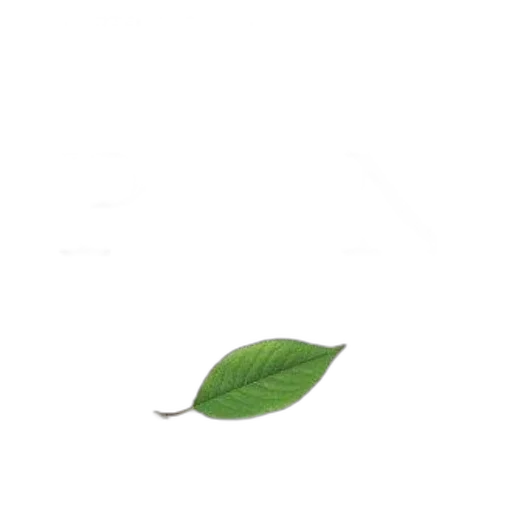 tree, staff, flower, food transparent PNG cut-out
