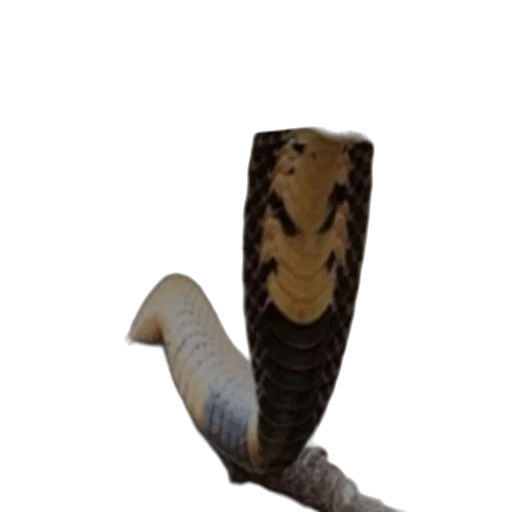 sword, staff, weapon, shoes transparent PNG cut-out