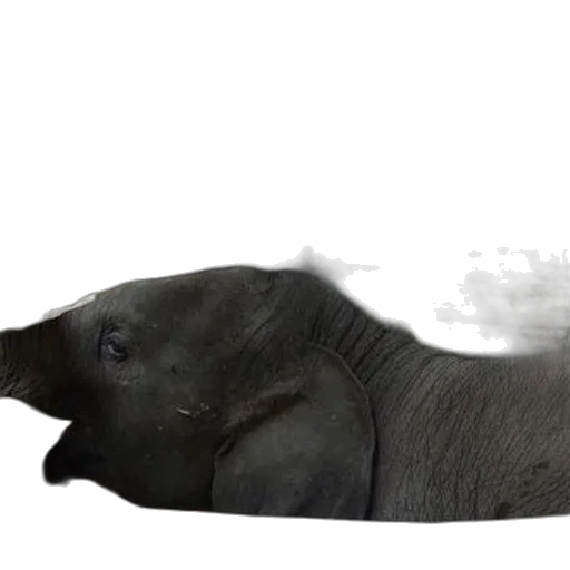 animal, creature, hair, dragon transparent PNG cut-out