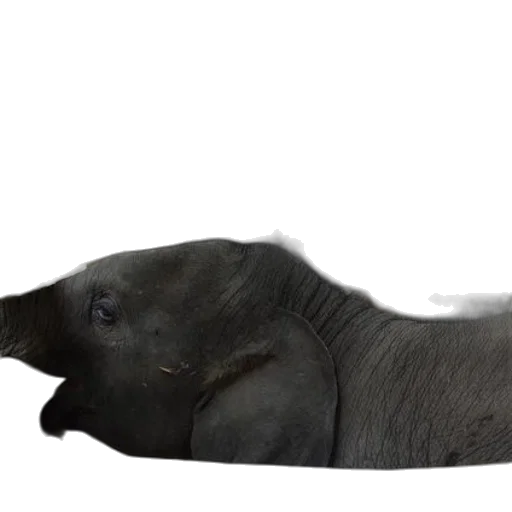 animal, creature, hair, staff transparent PNG cut-out
