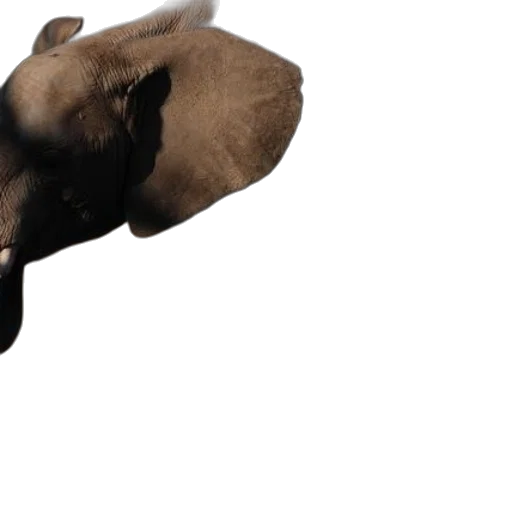 animal, creature, mask, face transparent PNG cut-out
