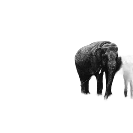 animal, creature, concept art, photorealistic transparent PNG cut-out