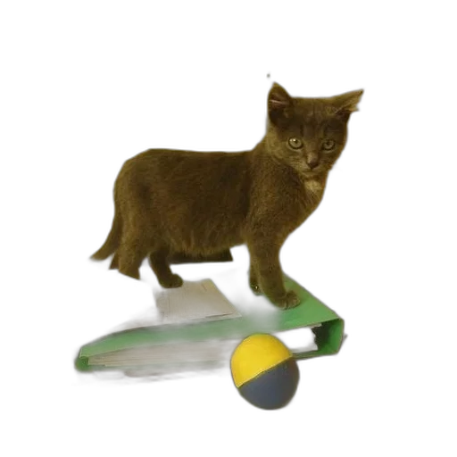 animal, 3d render, kitten, stands transparent PNG cut-out