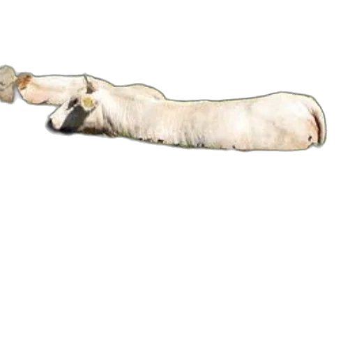 weapon, staff, animal, sword transparent PNG cut-out