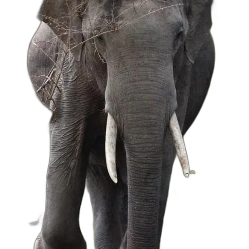 animal, umbrella, creature, staff transparent PNG cut-out