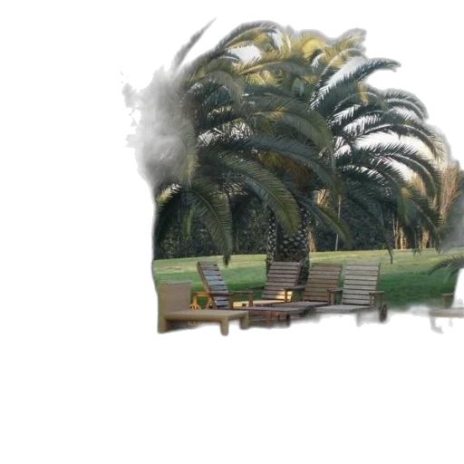 building, car, weapon, tree transparent PNG cut-out