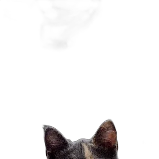 face, animal, creature, staff transparent PNG cut-out