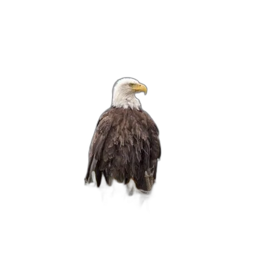 animal, creature, hair, jacket transparent PNG cut-out