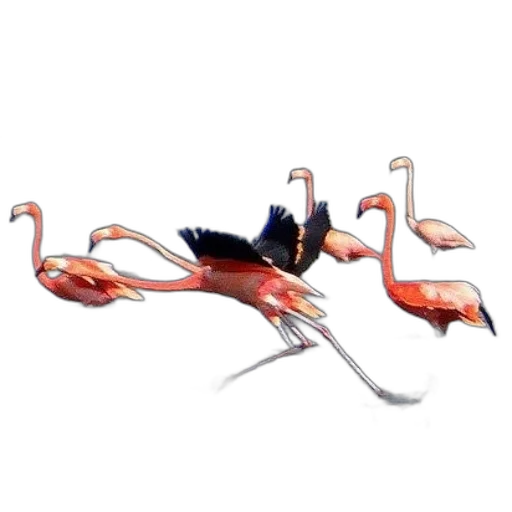 animal, creature, staff, weapon transparent PNG cut-out