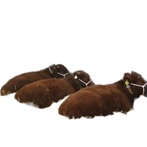 hair, shoes, crown, hat transparent PNG cut-out