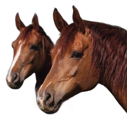 animal, hair, creature, hat transparent PNG cut-out
