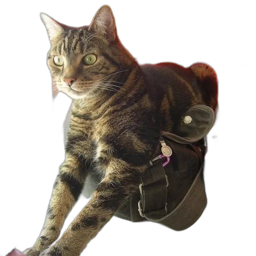 staff, jacket, animal, shoes transparent PNG cut-out