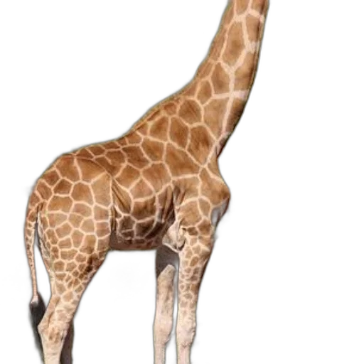 animal, creature, staff, weapon transparent PNG cut-out