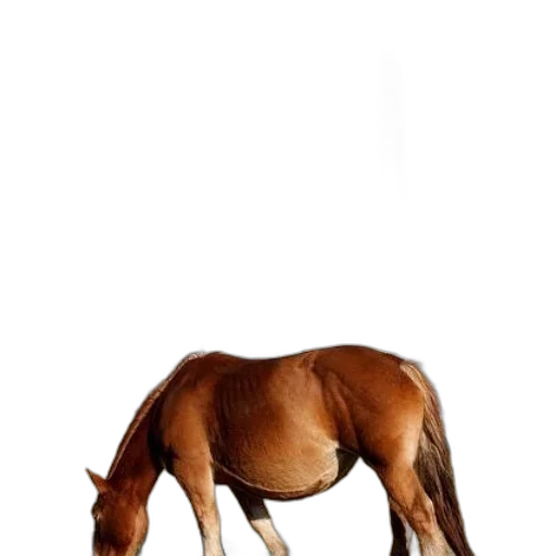 animal, creature, furniture, staff transparent PNG cut-out