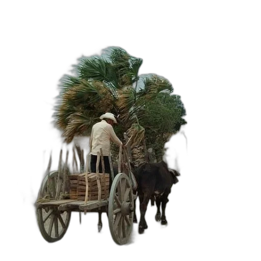 car, tree, animal, hair transparent PNG cut-out