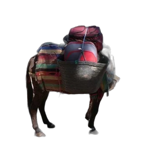 animal, jacket, dragon, hat transparent PNG cut-out