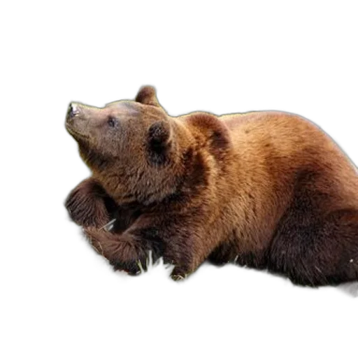 animal, creature, staff, food transparent PNG cut-out