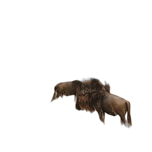 hair, animal, creature, furniture transparent PNG cut-out