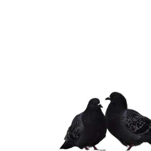 animal, shoes, crown, hat transparent PNG cut-out