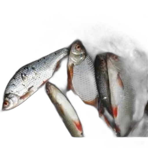 food, animal, creature, weapon transparent PNG cut-out
