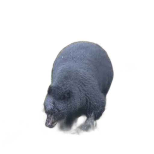animal, creature, hair, food transparent PNG cut-out