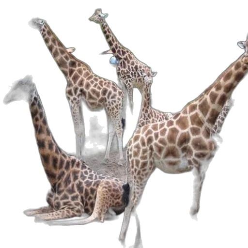 animal, creature, 3d render, concept art transparent PNG cut-out