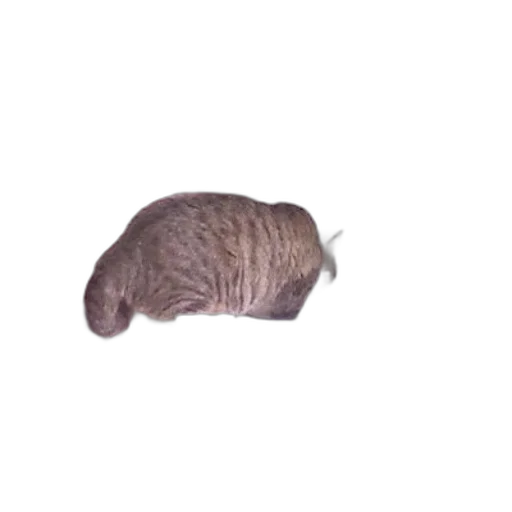 hat, hair, animal, creature transparent PNG cut-out