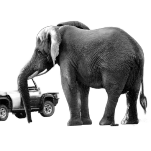 car, animal, weapon, concept art transparent PNG cut-out