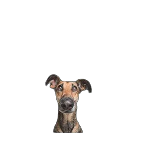 animal, staff, face, creature transparent PNG cut-out