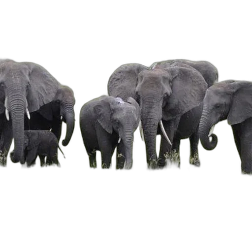 animal, furniture, staff, 3d render transparent PNG cut-out