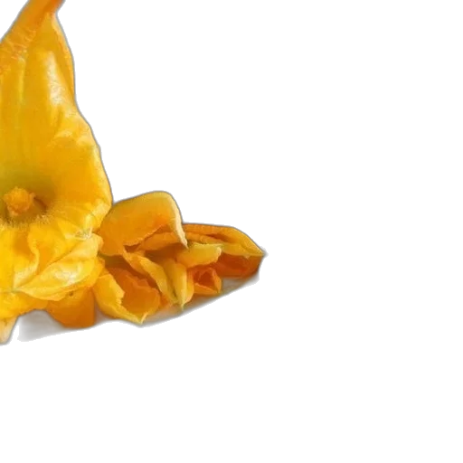 flower, crown, food, jewelry transparent PNG cut-out