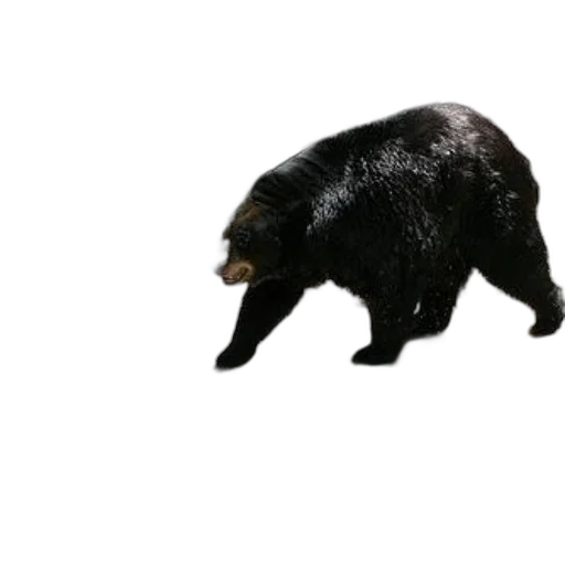 animal, creature, staff, hair transparent PNG cut-out