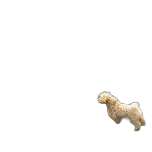 animal, creature, hair, food transparent PNG cut-out