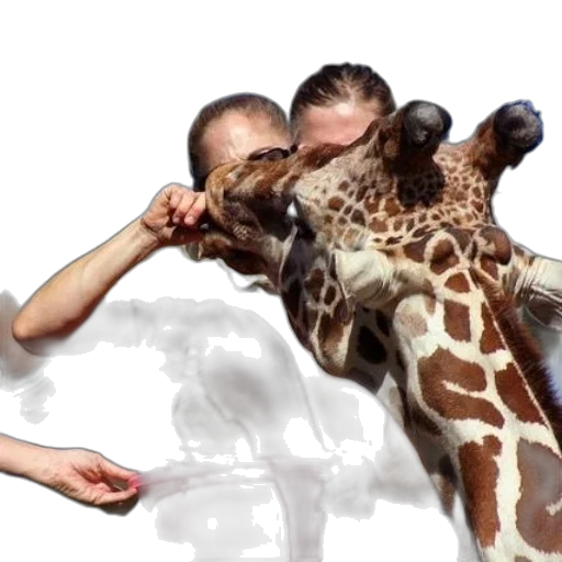 animal, creature, photorealistic, giraffe transparent PNG cut-out