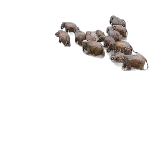 animal, weapon, staff, hair transparent PNG cut-out