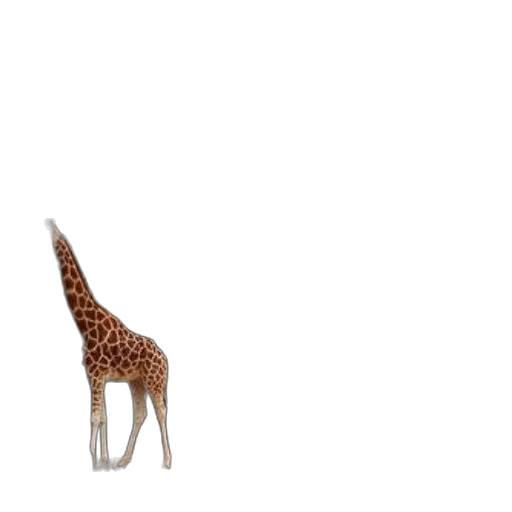 animal, creature, furniture, staff transparent PNG cut-out