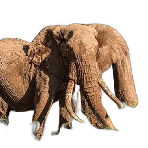 animal, creature, mask, furniture transparent PNG cut-out