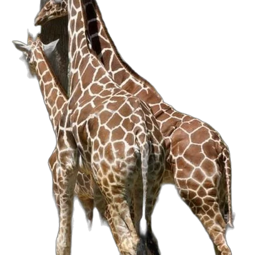 animal, creature, staff, weapon transparent PNG cut-out