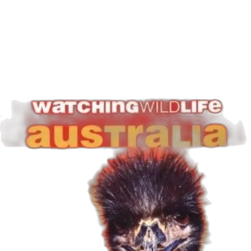 creature, animal, cover, watching transparent PNG cut-out