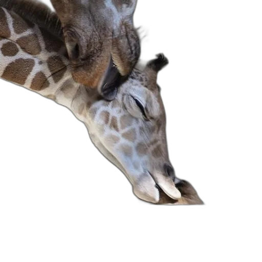 animal, creature, shoes, face transparent PNG cut-out