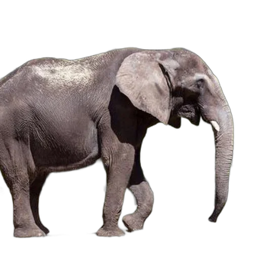 animal, creature, staff, weapon transparent PNG cut-out