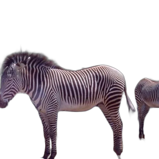 animal, creature, furniture, jewelry transparent PNG cut-out