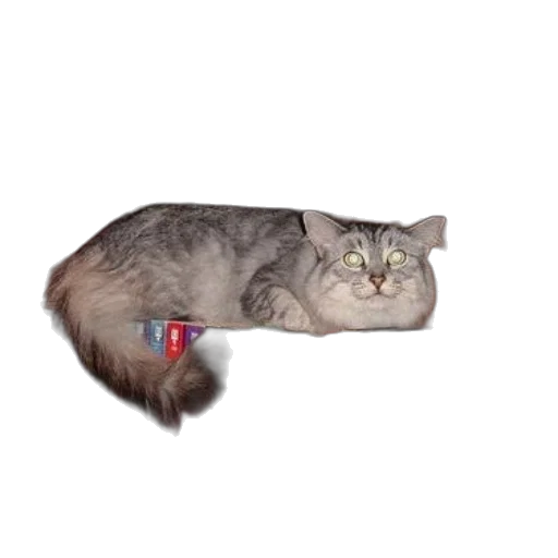 animal, creature, staff, weapon transparent PNG cut-out